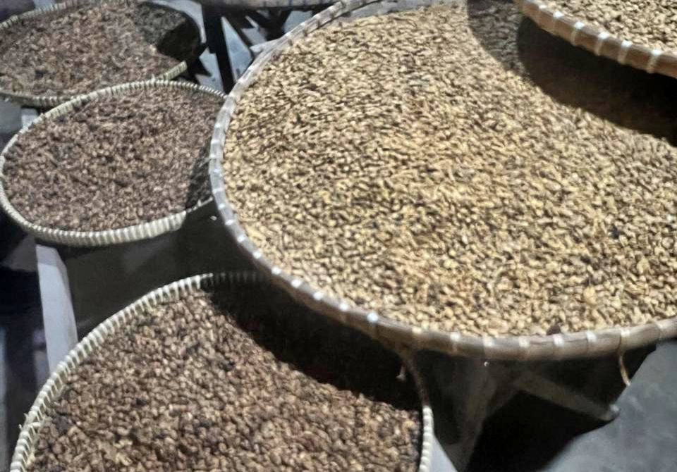 civet coffee