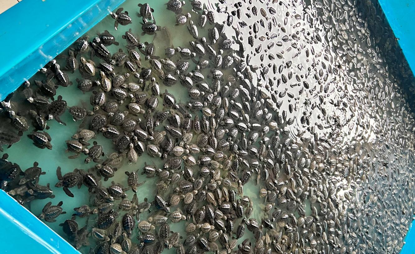kili kili turtle conservation