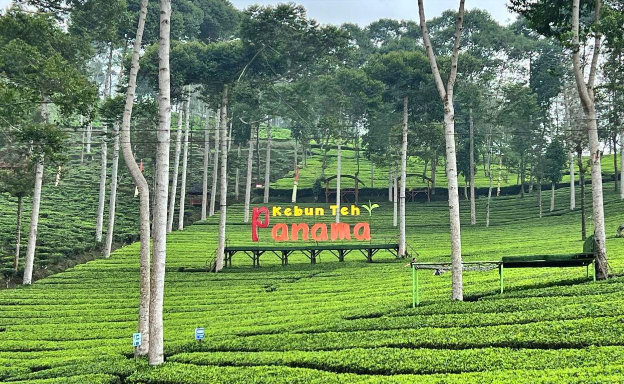 panama tea plantation