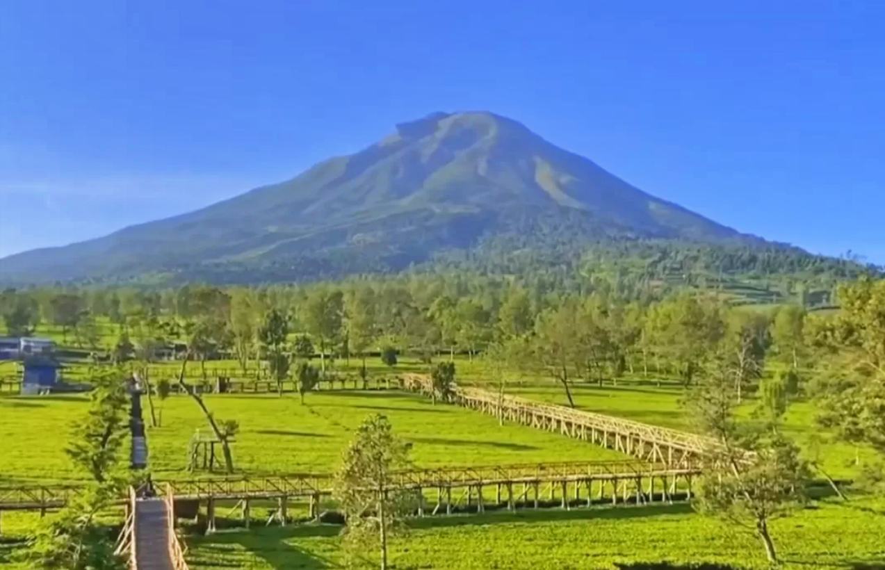 sikotok tea plantation